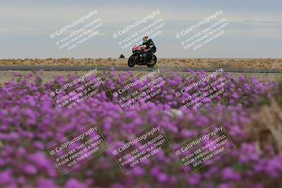 media/Jan-14-2023-SoCal Trackdays (Sat) [[497694156f]]/Turn 14 Exit Bloomig (145pm)/